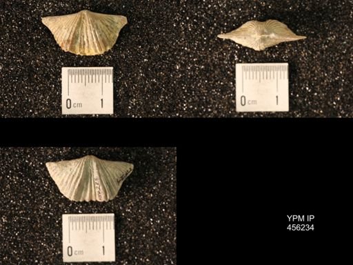 Platystrophia sp.