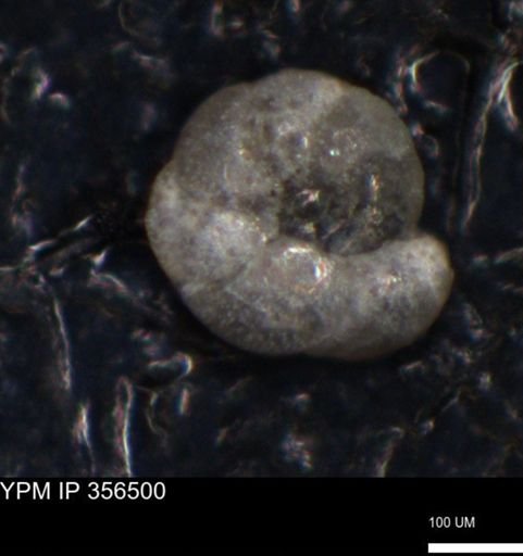 undet. Foraminiferida