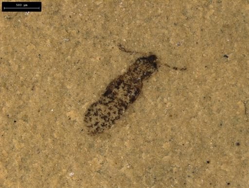 undet. Coleoptera