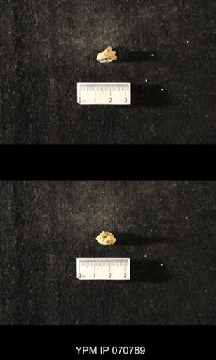 Favosites sp.