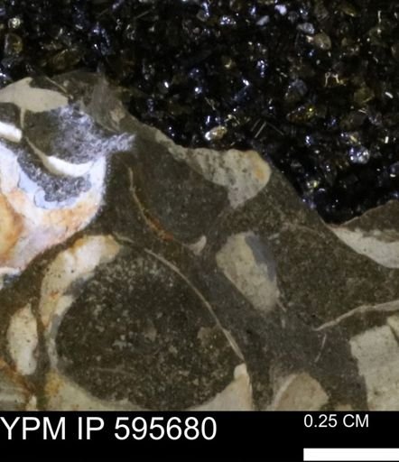 Protocardia sp.