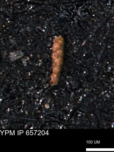 Verneuilinoides kansasensis