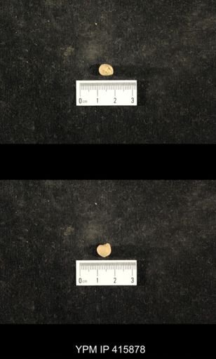 Euphemites carbonarius