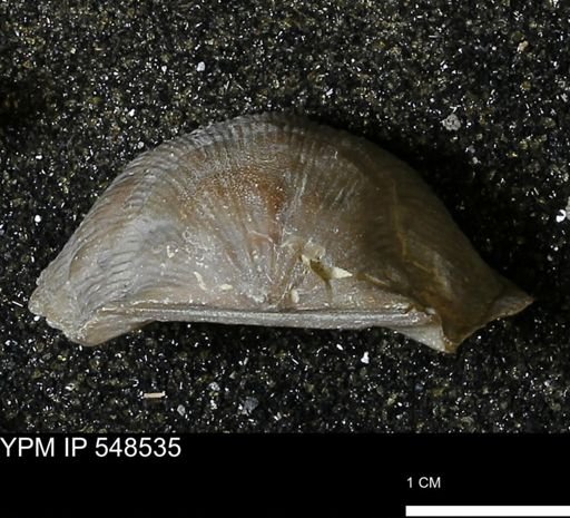 Stropheodonta navalis