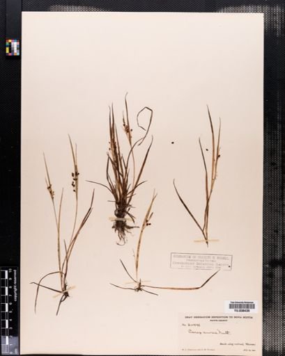 Carex aurea