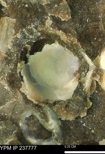 Limopsis striatopunctatus