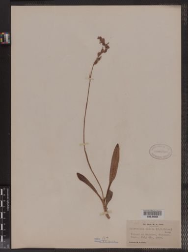 Spiranthes lucida