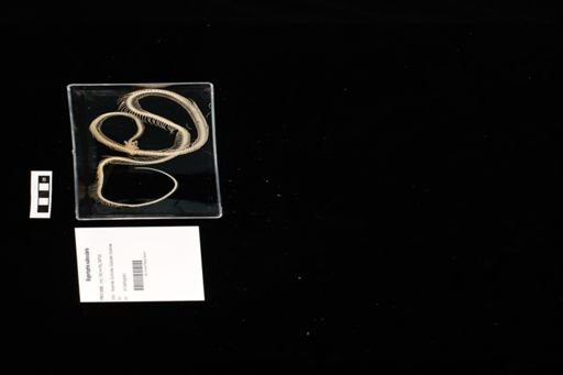 Bogertophis subocularis