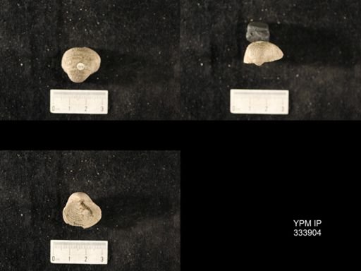 Echinoconchus sp.