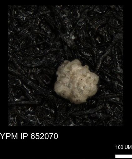 undet. Foraminiferida