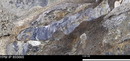 undet. Teredinidae