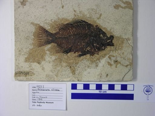 Priscacara clivosa
