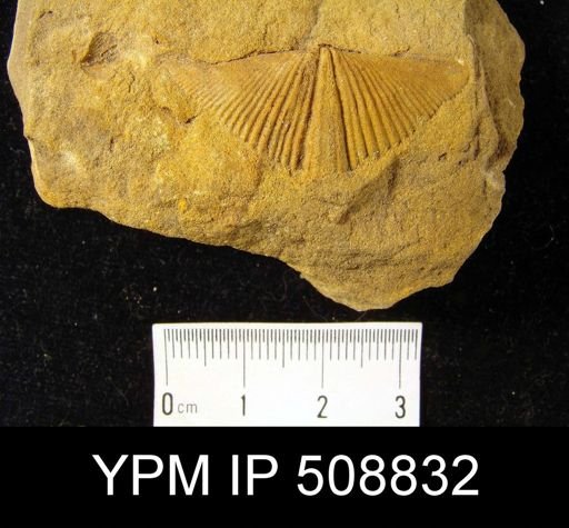Cyrtospirifer sulcifer?