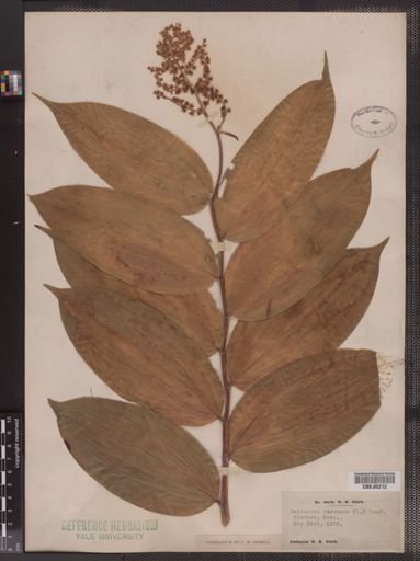 Maianthemum
