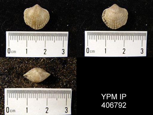 undet. Atrypida