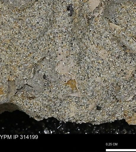 undet. Scaphopoda