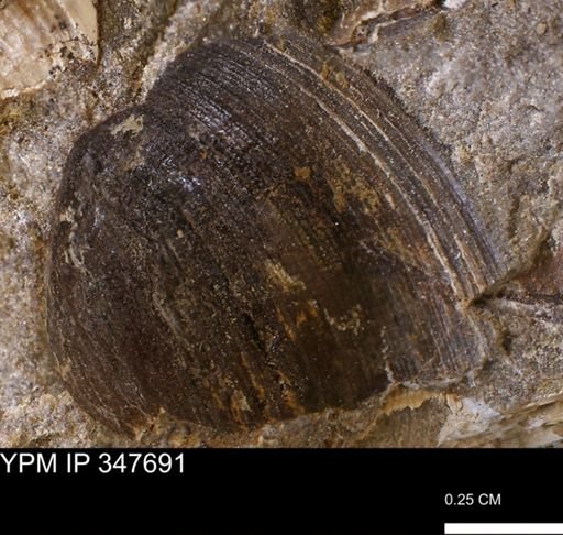 undet. Bivalvia