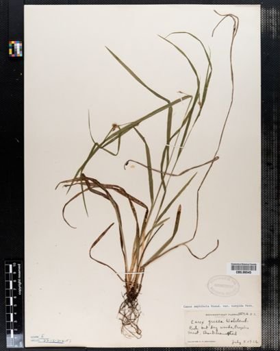 Carex amphibola
