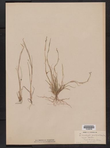 Triplasis purpurea