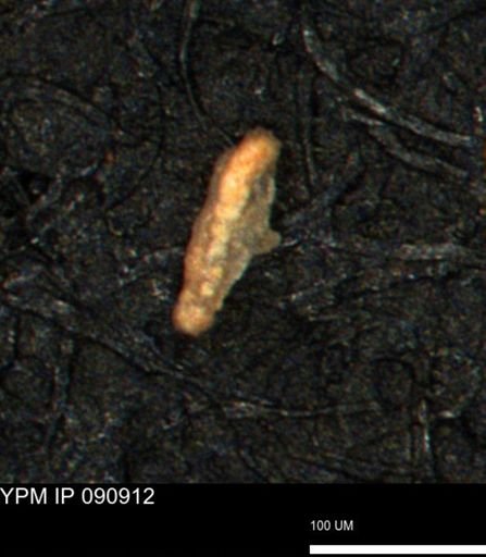 Miliammina ischnia