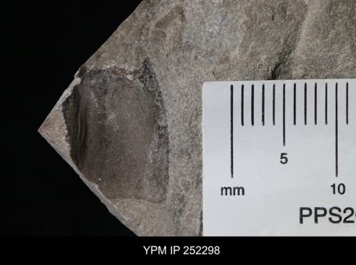 undet. Eurypterida