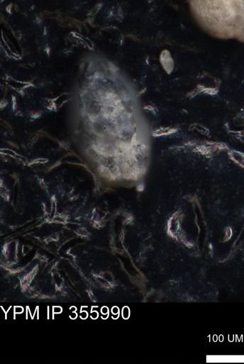 undet. Foraminiferida