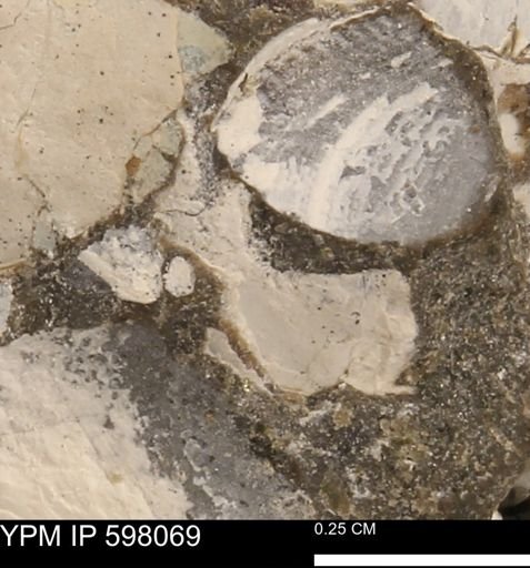 Protocardia?