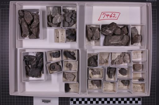 mixed taxa, stratigraphic collection