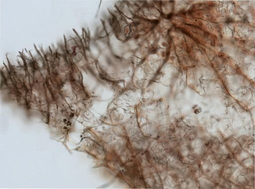 Callyspongia vaginalis