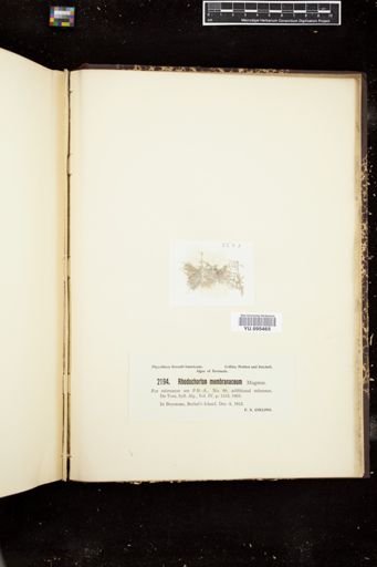 Rhodochorton membranaceum