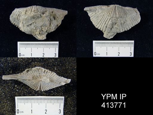 undet. Delthyridoidea