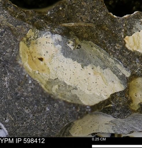 Limopsis striatopunctatus