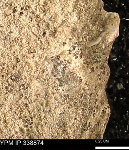 undet. Mollusca