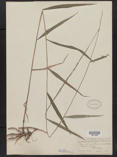 Muhlenbergia tenuiflora