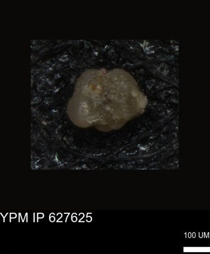 undet. Foraminiferida