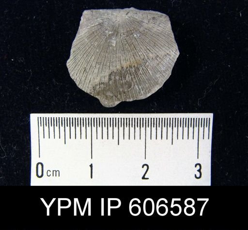Strophomena planocorrugata