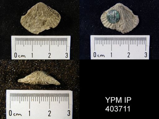 undet. Rhynchonellida