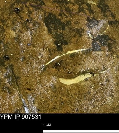 undet. Mollusca