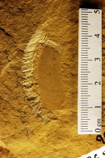 Osmunda occidentalis