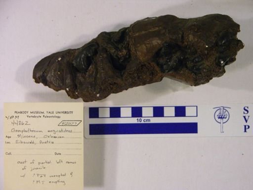 Gomphotherium angustidens