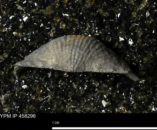 Chonetes mucronatus