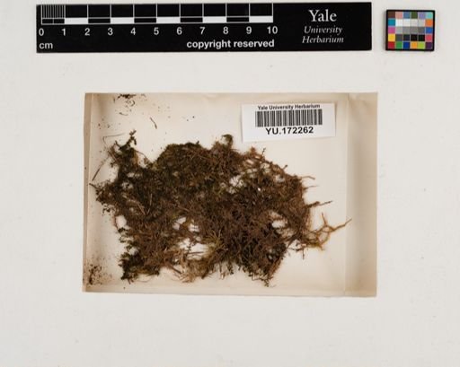 Plantae