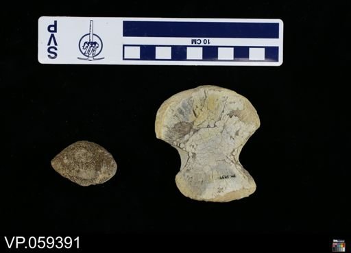 undet. Mosasauridae