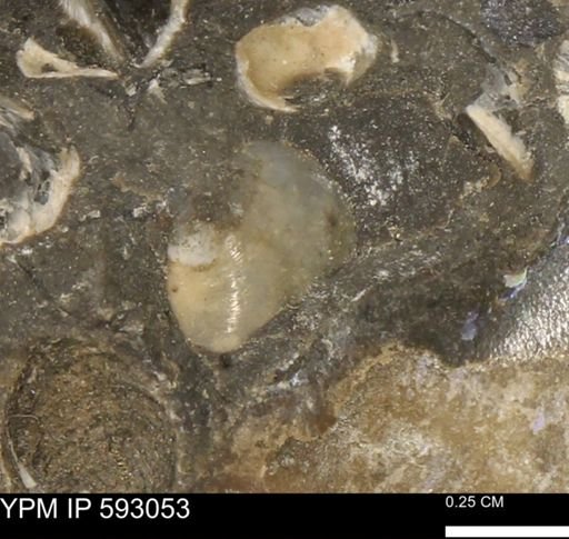 undet. Bivalvia