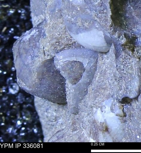 Protocardia subquadrata