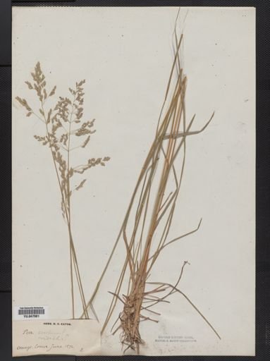 Poa trivialis