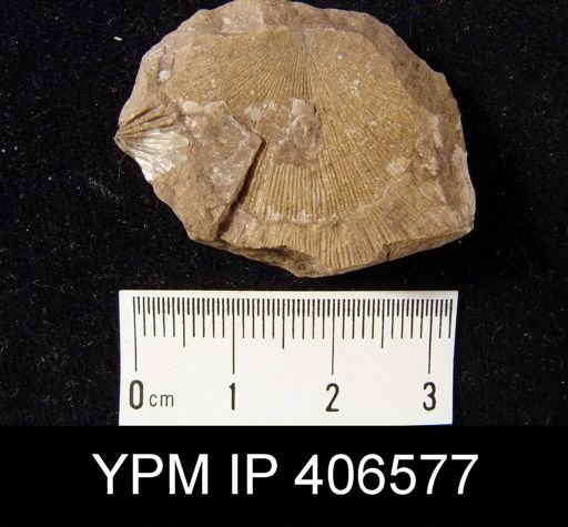 undet. Strophomenida