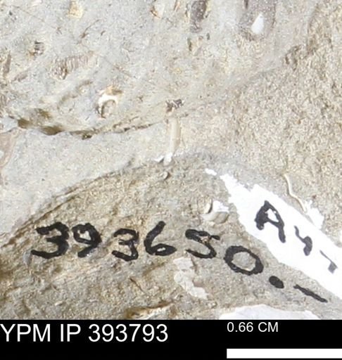 undet. Serpulidae