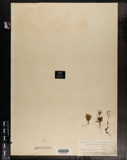 Plantae