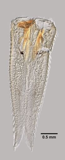 Mysis mixta
